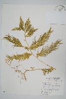 全緣卷柏藏品圖，第1張