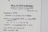 全緣卷柏藏品圖，第2張