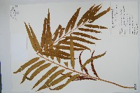 粗齒革葉紫萁藏品圖，第1張