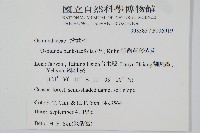 粗齒革葉紫萁藏品圖，第2張