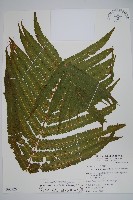 蘭嶼大葉毛蕨藏品圖，第1張