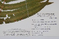 蘭嶼大葉毛蕨藏品圖，第2張