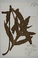 翅柄三叉蕨藏品圖，第1張