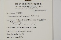 翅柄三叉蕨藏品圖，第5張