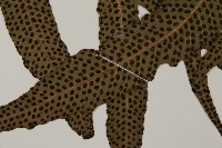 翅柄三叉蕨藏品圖，第6張