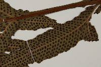 翅柄三叉蕨藏品圖，第7張