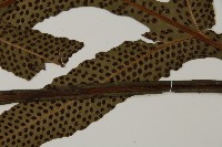 翅柄三叉蕨藏品圖，第8張