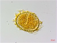 翅柄三叉蕨藏品圖，第3張