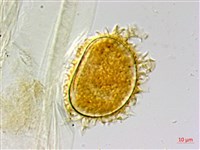 翅柄三叉蕨藏品圖，第4張