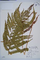 粗毛鱗蓋蕨藏品圖，第1張