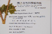 粗毛鱗蓋蕨藏品圖，第2張