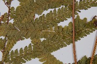 粗毛鱗蓋蕨藏品圖，第3張