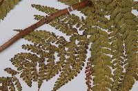 粗毛鱗蓋蕨藏品圖，第5張