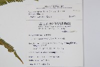 密毛毛蕨藏品圖，第2張