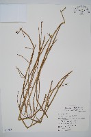 木賊藏品圖，第1張