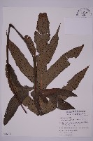 翅柄三叉蕨藏品圖，第1張