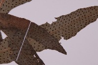 翅柄三叉蕨藏品圖，第3張