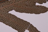 翅柄三叉蕨藏品圖，第4張