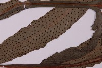 翅柄三叉蕨藏品圖，第5張