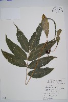 尾葉實蕨藏品圖，第1張