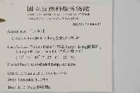 愛德氏肋毛蕨藏品圖，第2張