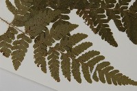 愛德氏肋毛蕨藏品圖，第3張