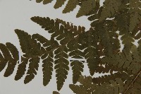 愛德氏肋毛蕨藏品圖，第4張