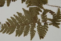 愛德氏肋毛蕨藏品圖，第5張