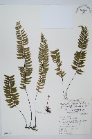 單邊鐵角蕨藏品圖，第1張