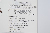 單邊鐵角蕨藏品圖，第2張