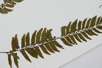 單邊鐵角蕨藏品圖，第3張