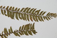 單邊鐵角蕨藏品圖，第4張