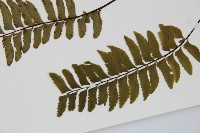 單邊鐵角蕨藏品圖，第5張