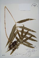 大線蕨藏品圖，第1張