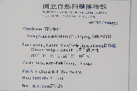 蘭嶼車前蕨藏品圖，第2張