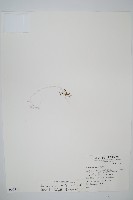 短柄單葉假脈蕨、細柄單葉假膜蕨藏品圖，第1張