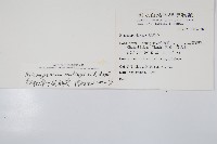 短柄單葉假脈蕨、細柄單葉假膜蕨藏品圖，第2張