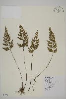 大蓬萊鐵角蕨藏品圖，第1張