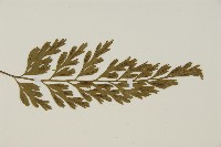 大蓬萊鐵角蕨藏品圖，第3張