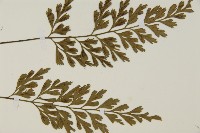 大蓬萊鐵角蕨藏品圖，第4張