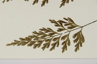 大蓬萊鐵角蕨藏品圖，第5張