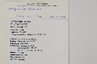 沙皮蕨藏品圖，第1張