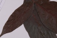 沙皮蕨藏品圖，第2張