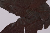 沙皮蕨藏品圖，第4張