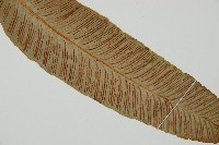 細柄雙蓋蕨藏品圖，第4張