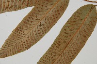 細柄雙蓋蕨藏品圖，第5張