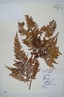 臺灣鱗毛蕨藏品圖，第1張