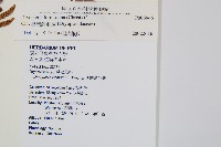 臺灣鱗毛蕨藏品圖，第2張