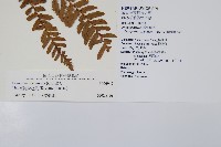 臺灣鱗毛蕨藏品圖，第2張