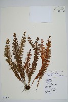 密毛蒿蕨藏品圖，第1張